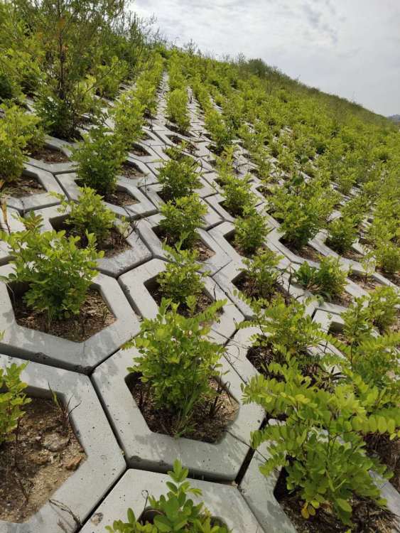 白城高鐵綠化工程施工 構(gòu)筑生態(tài)廊道，提升城市景觀
